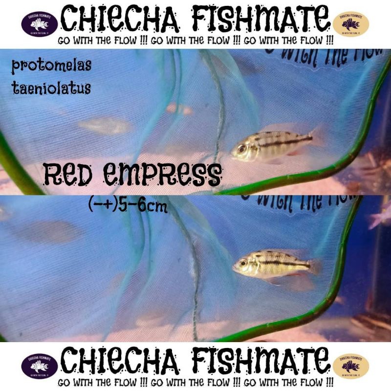 Chiecha Fishmate Protomelas Red Empress (7-8cm) Cichlid Afrika Red Empress Protomelas Taeniolatus Re