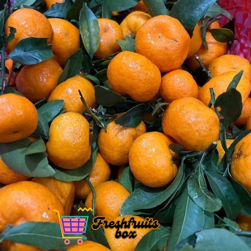 

JerukSantang|FreshImport