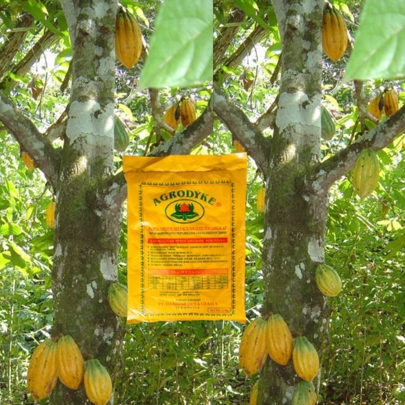 Pelebat Buah Kakao | Pupuk AGRODYKE solusi tepat atasi lumut dan PBK Kemasan 1kg 100%Original