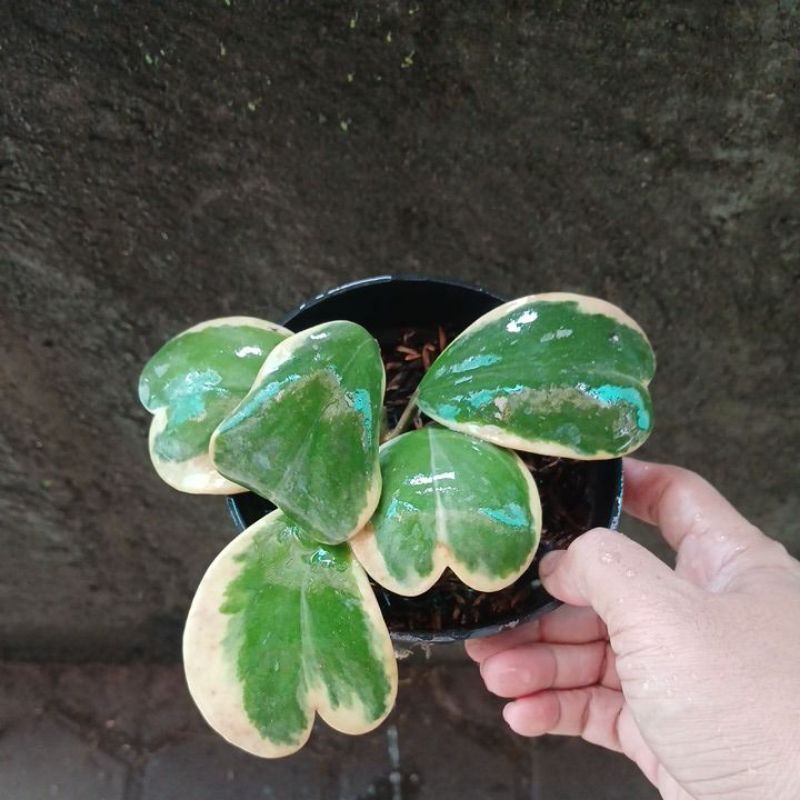 Hoya love variegata hoya kerii variegata
