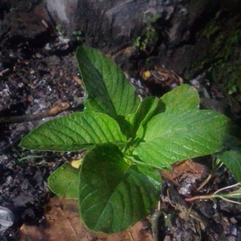 

BIBIT BAYAM BAHAN SAYUR ORGANIK