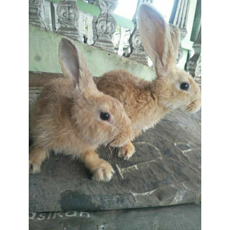 Sapihan Kelinci Flemish Giant