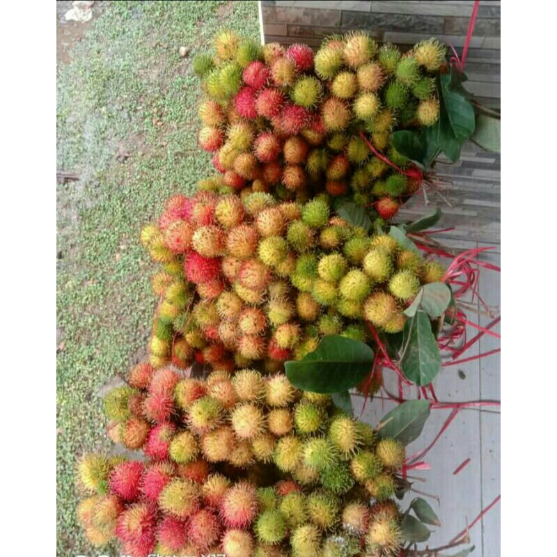 

BUAH RAMBUTAN RAPIAH /RAFIA 1KG SEGAR FRESH