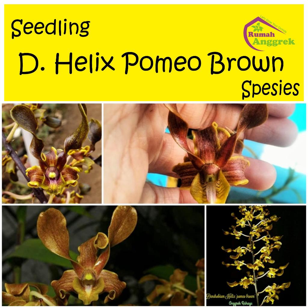 Seedling Dendrobium Helix pomeo brown bibit dendro spesies coklat melintir keriting