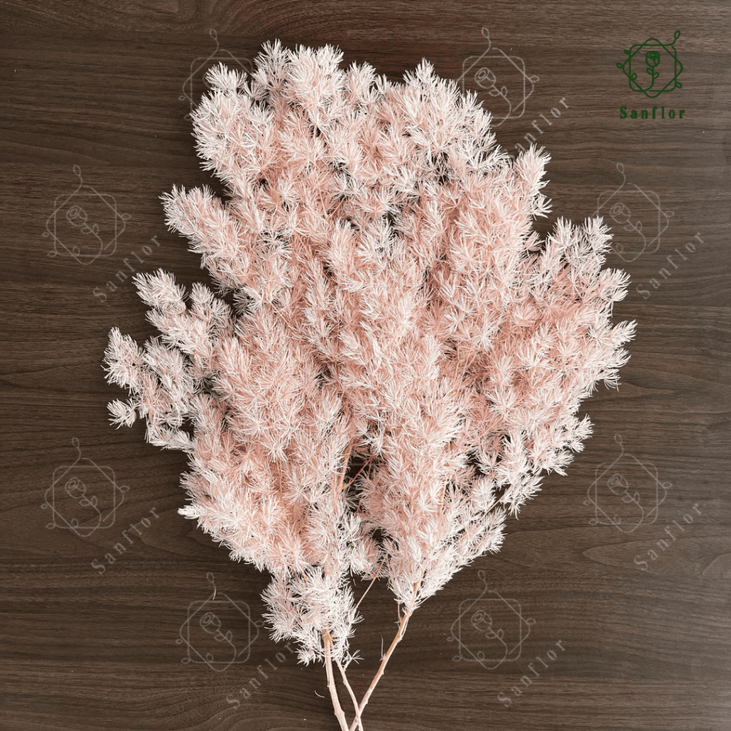 Preserved Asparagus Flower/ Bunga Asparagus Kering/ Bunga Asli Kering Premium