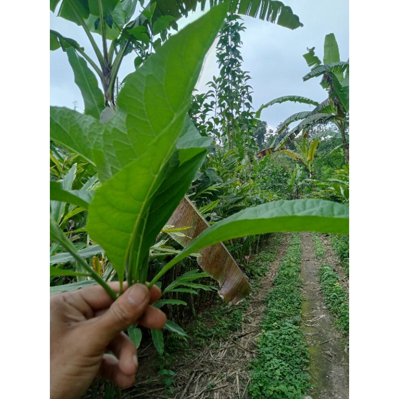 

daun afrika / sambung nyawa