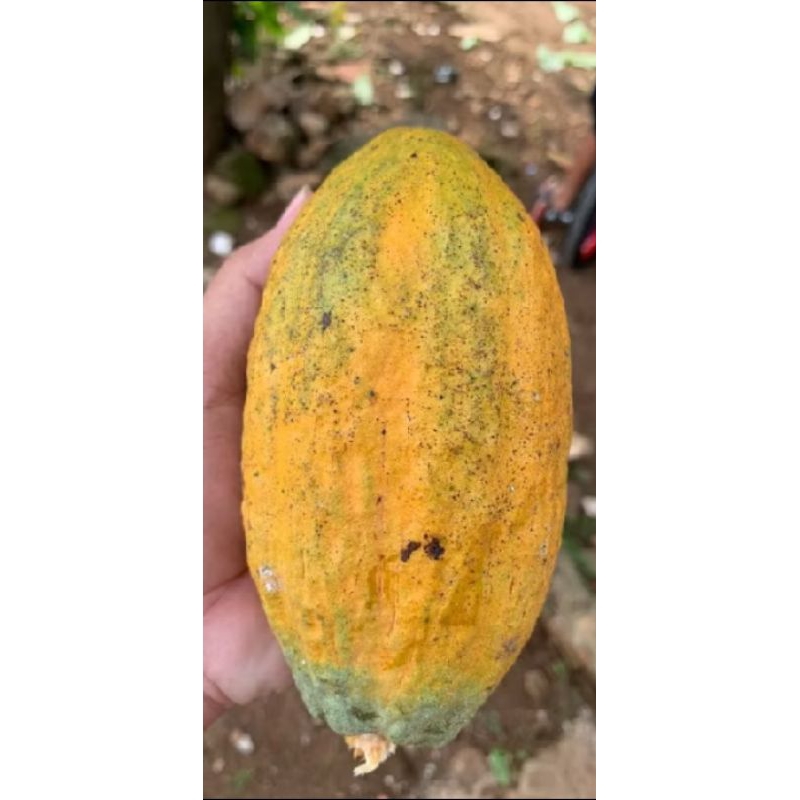 

Buah kakao/buah coklat mateng