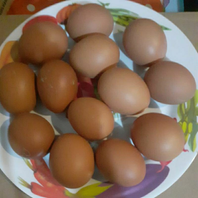 

telor organik