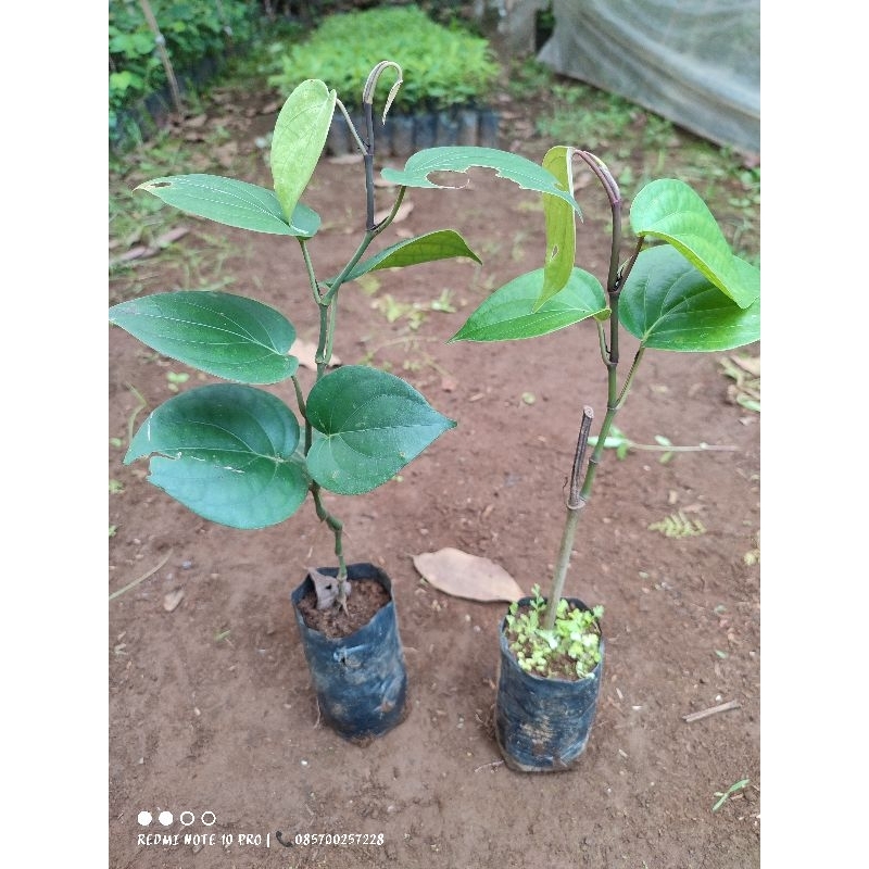 Bibit lada unggul isi 100bibit