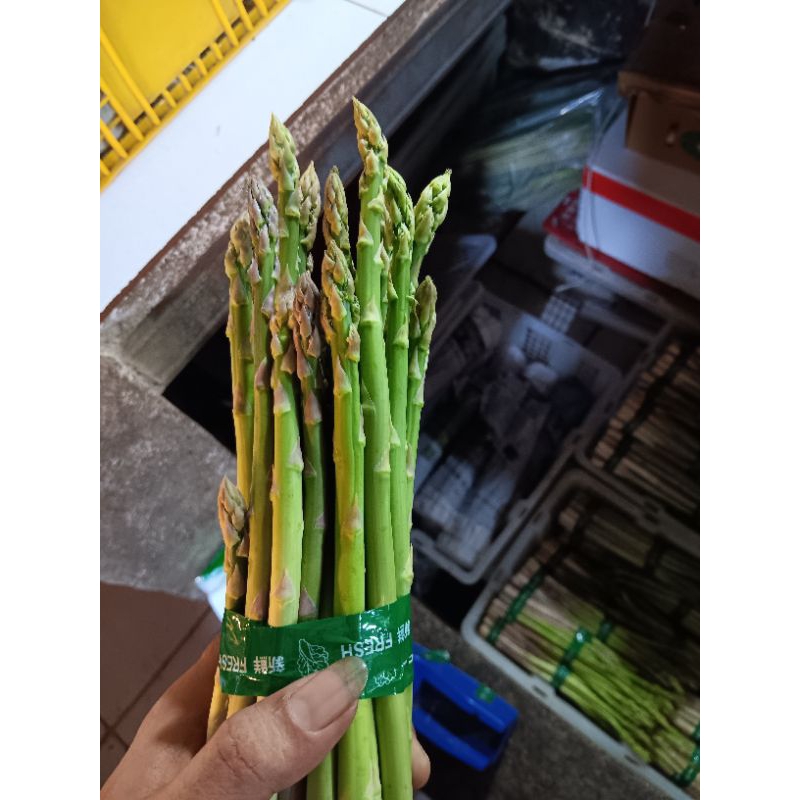 

asparagus 1ikat 500gr