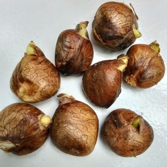 

biji kluwih / Kulur 1kg