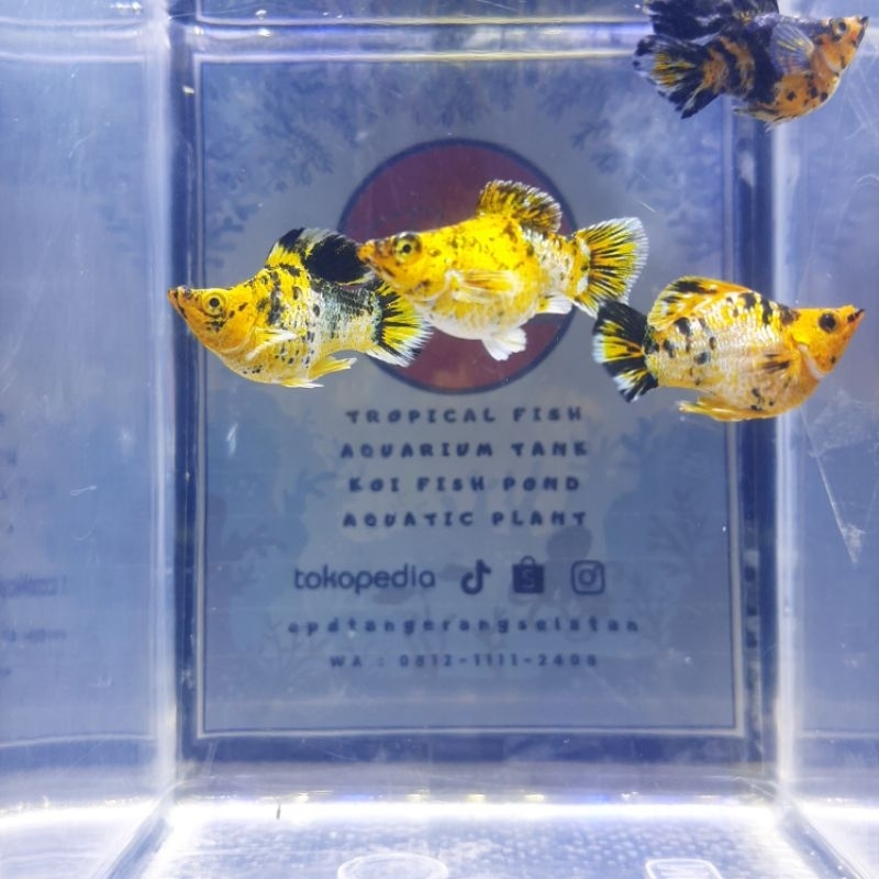 Ikan Molly Balon MultiColour | Ikan Molly Balon MultiCo | Ikan Molly Balon Leopard | Ikan Aquascape 