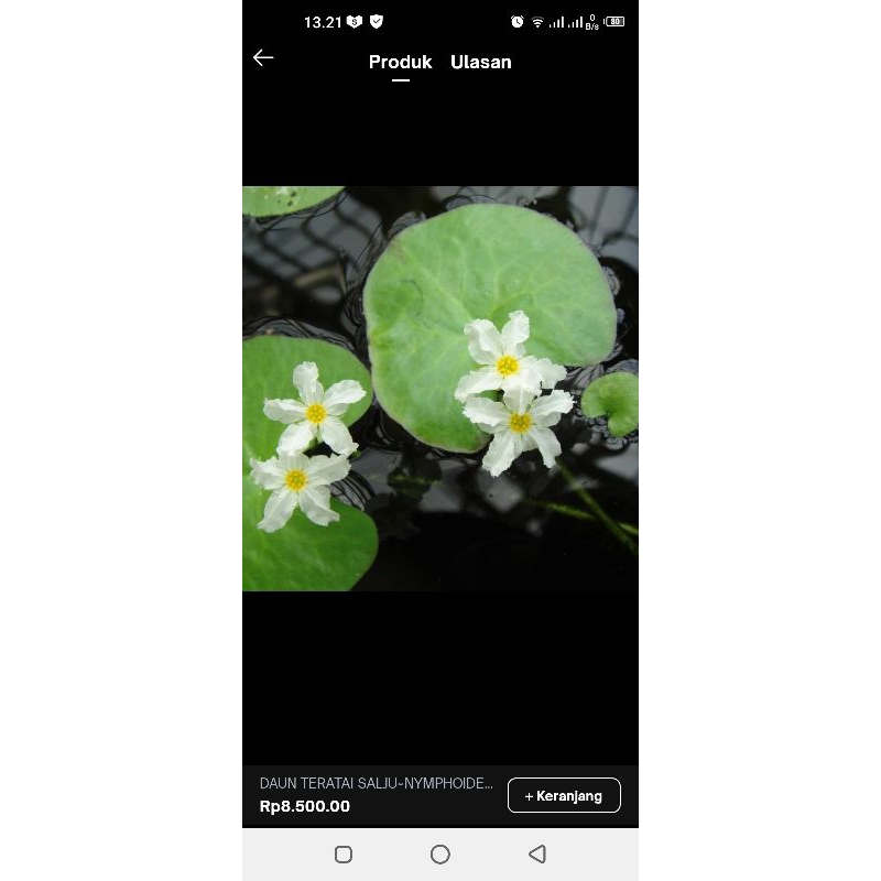 water snowflake/nimphoides indica/teratai salju tanaman air