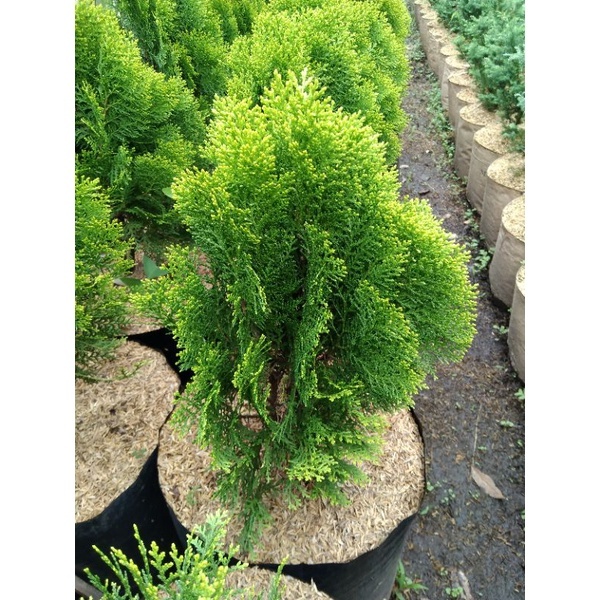 Tanaman cemara kipas bahan bonsai