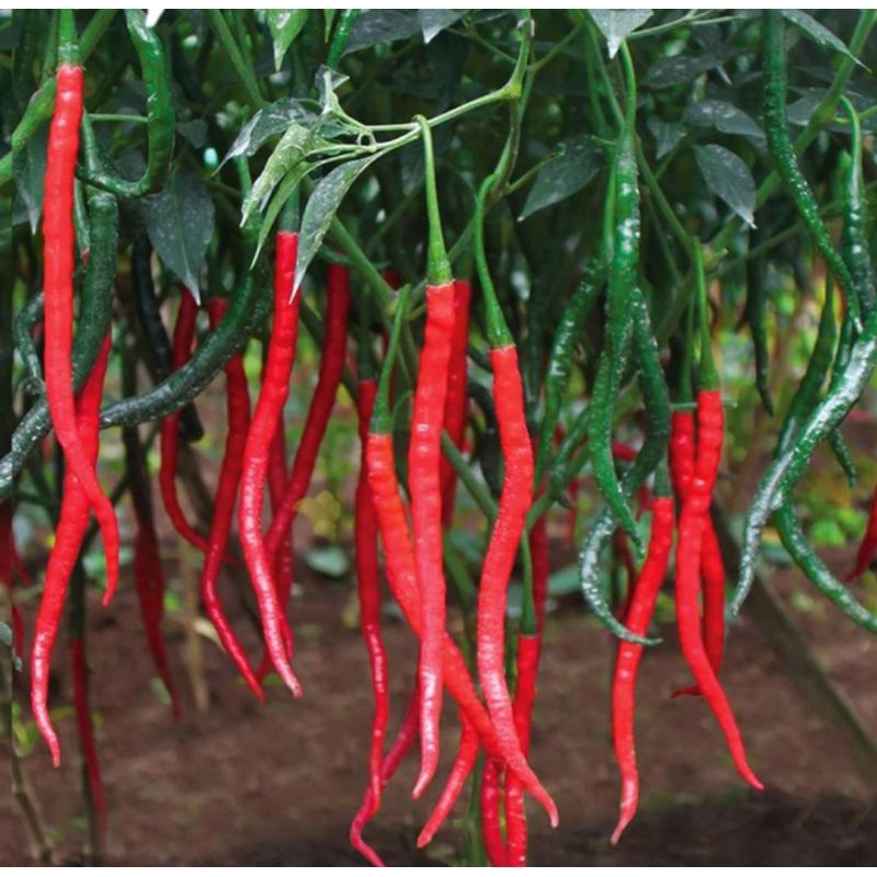 

TOKO RZ Benih Unggul Cabai Merah Keriting (200 biji)