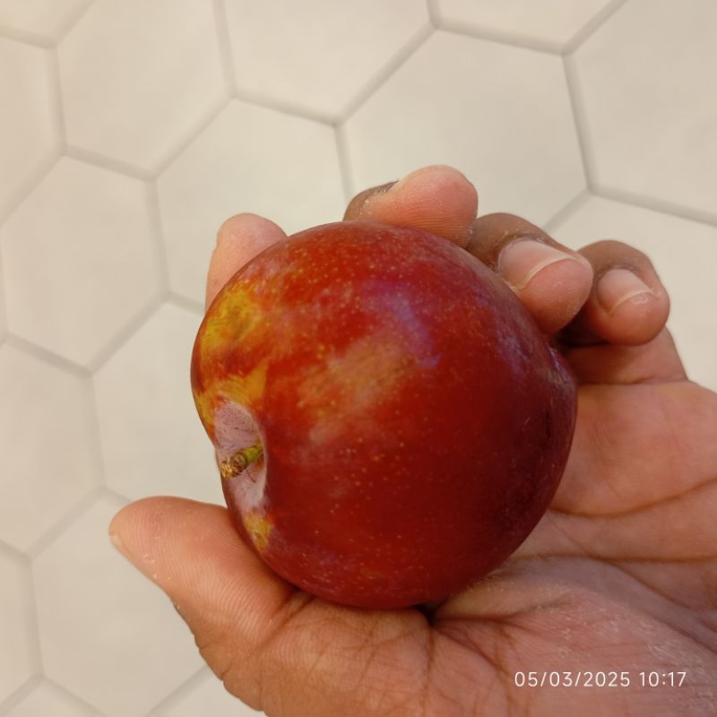 

Buah Plum Segar 1kg Fresh fruit