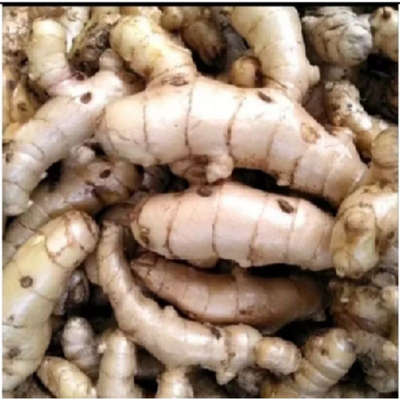 

kunyit putih fresh segar 500 gram