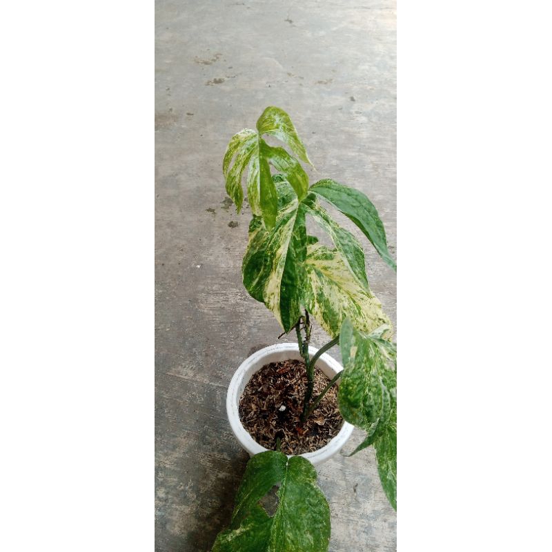 amydrium medium varigata mints