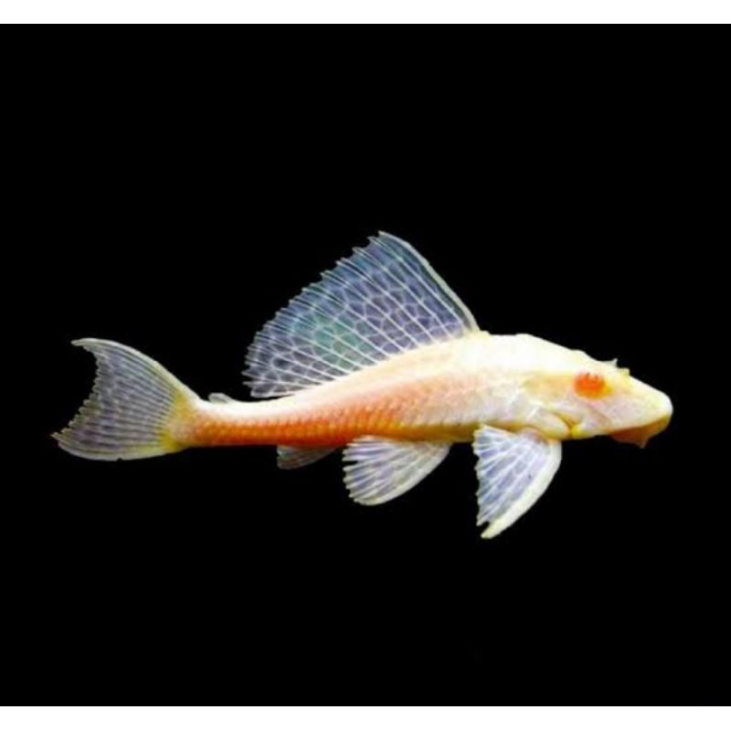 Ikan Hias Sapu Sapu Albino - Pembersih Lumut