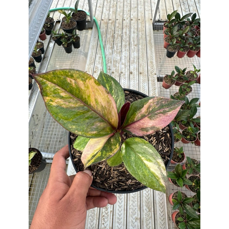 Anthurium Jemani Pink