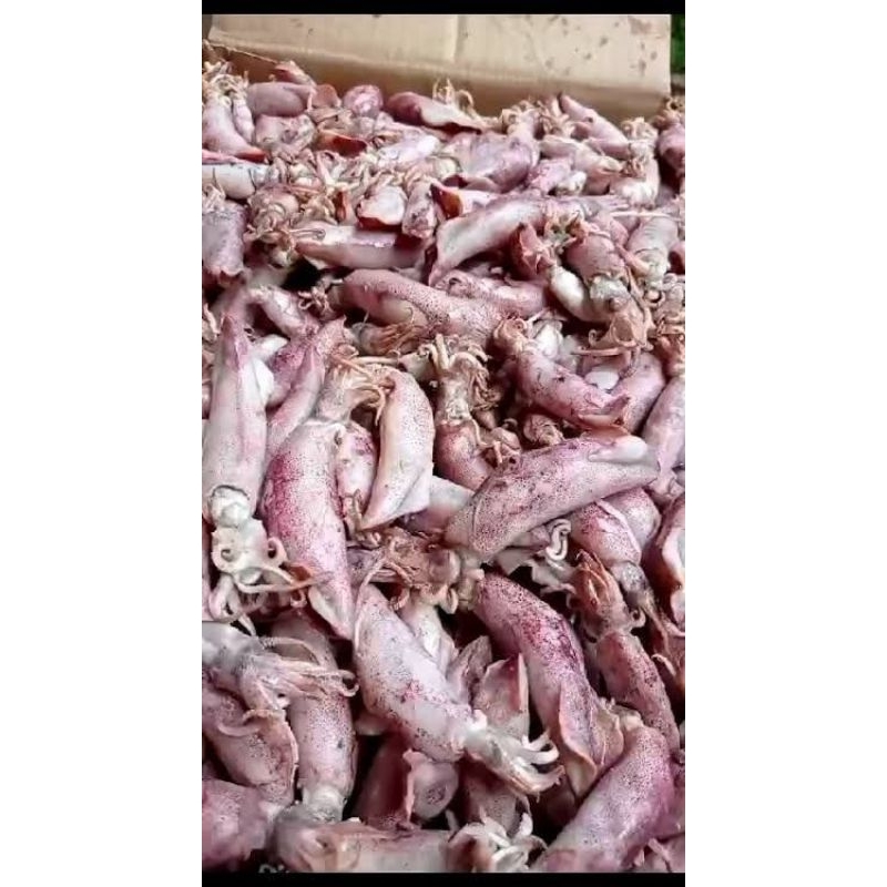 

cumi asin rebus size jumbo 500 gram