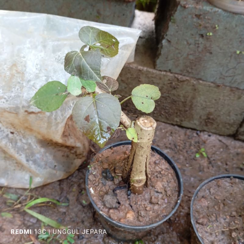 BONSAI RED PANAMA MAME