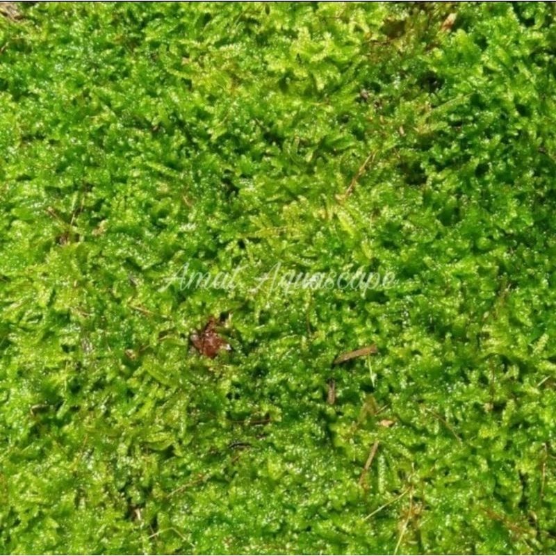 Moss Weeping Clump Aquascape Tanaman Hias Ornamen Aquarium Aquascape 1 KG