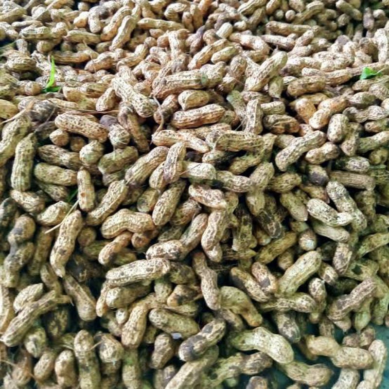 

kacang tanah kuit mentah 1 kg baru panen kacang kulit