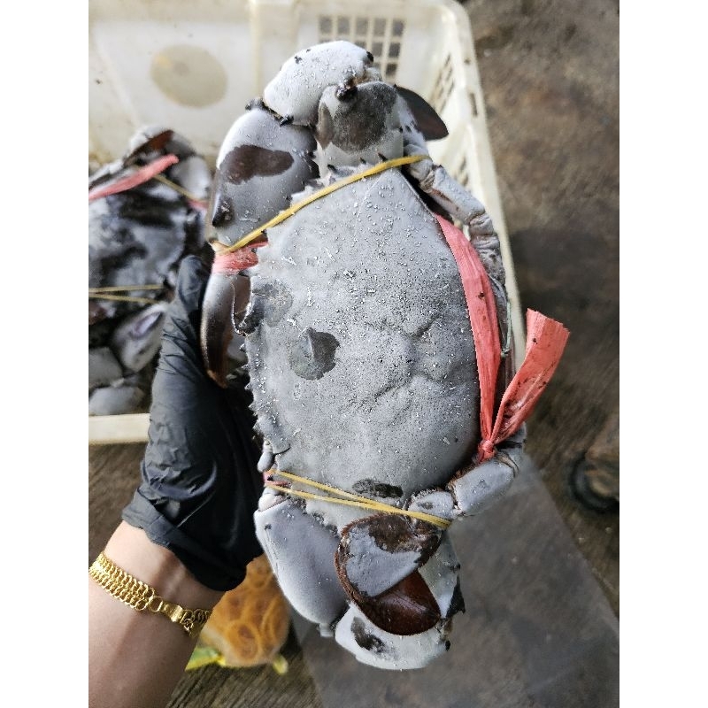 

KEPITING MATIAN FROZEN 1KG