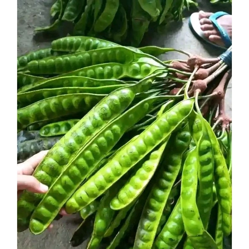 

PETE PEGUNUNGAN MATA BESAR FRES 10PAPAN