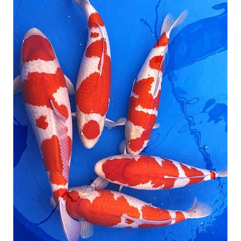 

koi kohaku grade A berkualitas ukuran 20-24cm