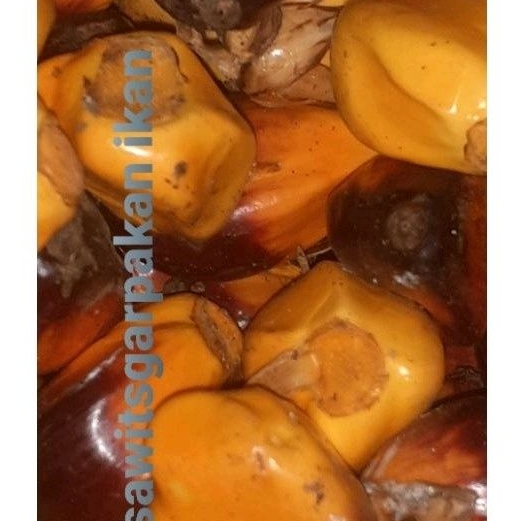 

Buah sawit kualitas bagus 75 pcs