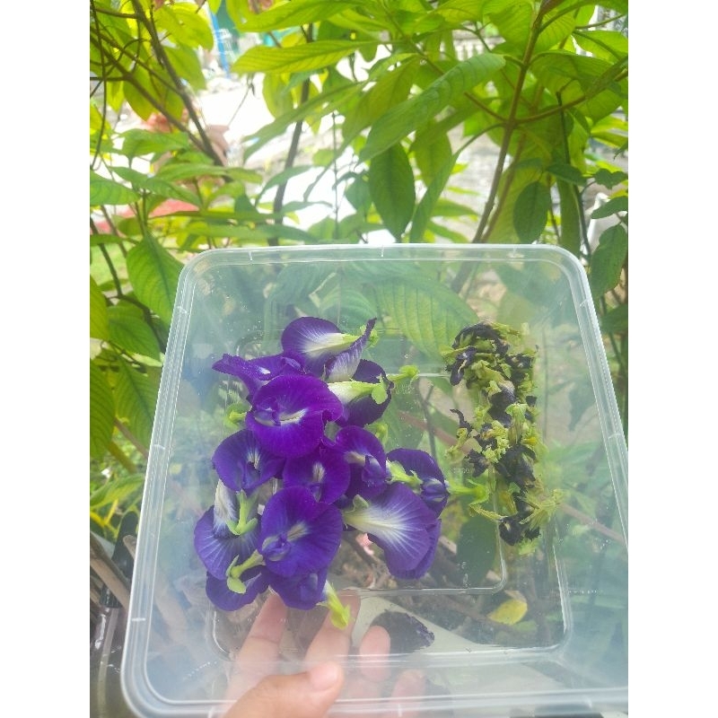 

bunga telang kering asli