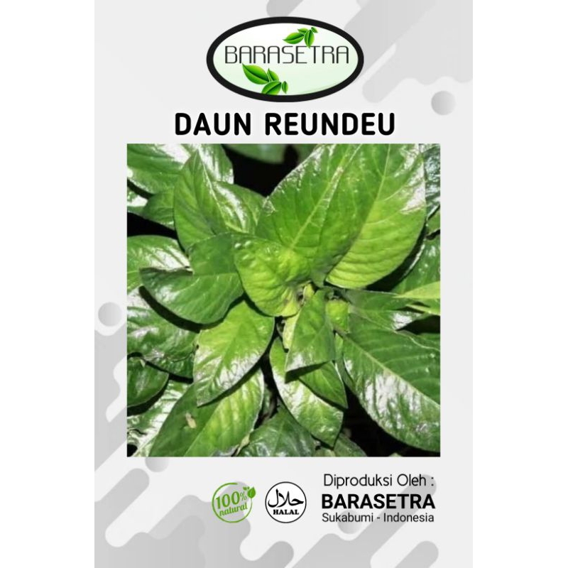 

DAUN REUNDEU lalapan yang bisa digunakan sebagai obat herbal tradisional alami. daun Reundeu atau Reuneu sebagai obat herbal tradisional. tanpa efek samping. sangat berkhasiat mengobati berbagai macam jenis Penyakit. daun rende berkualitas. Daun Rene.