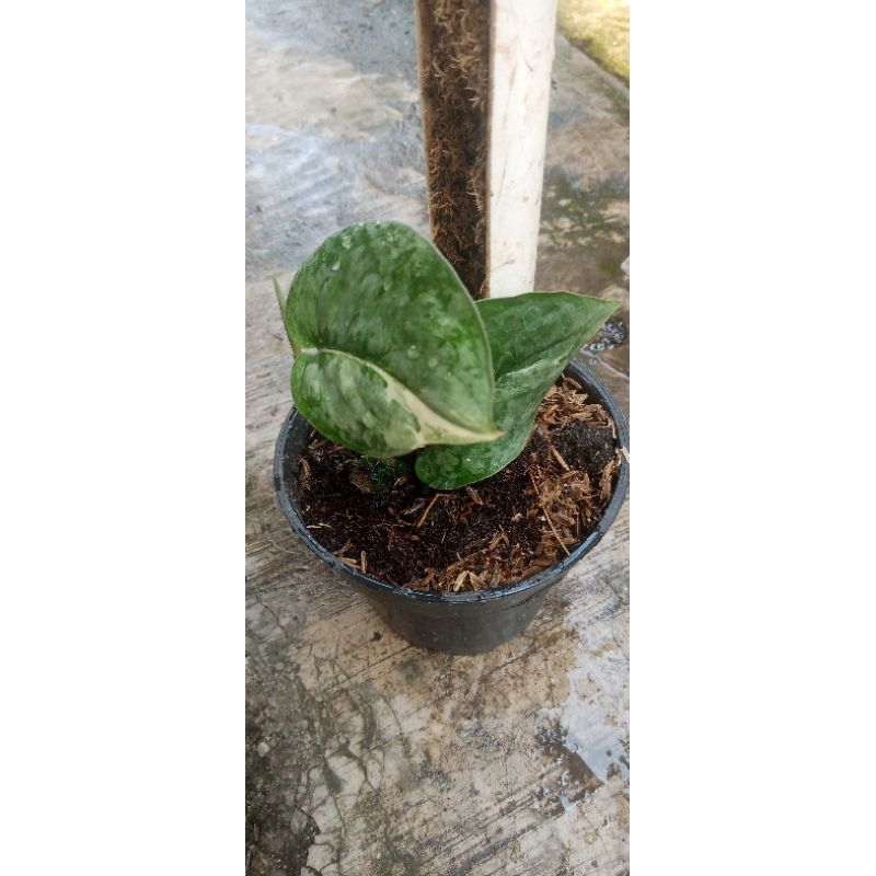 scindapsus silver cloud tc