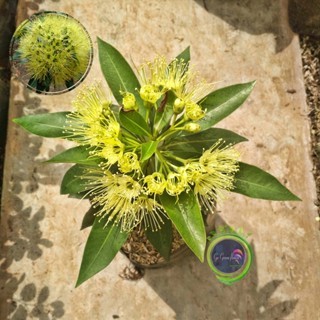 BUNGA SANTOS LEMON KUNING santos lemon merah BIBIT TANAMAN SANTOS LEMON