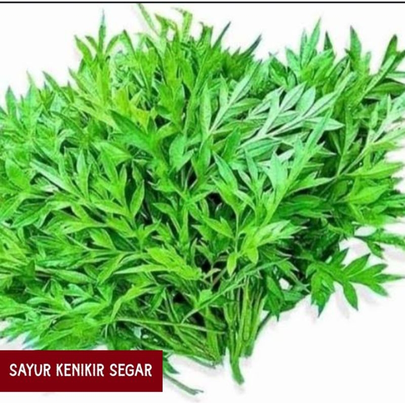 

SAYUR ORGANIK, SAYUR KENIKIR, SAYUR DAUN KENIKIR, DAUN KENIKIR MUDA