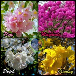 TABEBUYA bibit tanaman hias tabe buya Handroanthus chrysotrichus TABEBUYA KUNING tabebuya ping TABEB