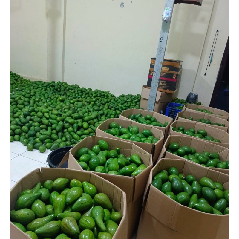 

ALPUKAT MENTEGA BOYOLALI DUSAN 60kilogram GRADE A