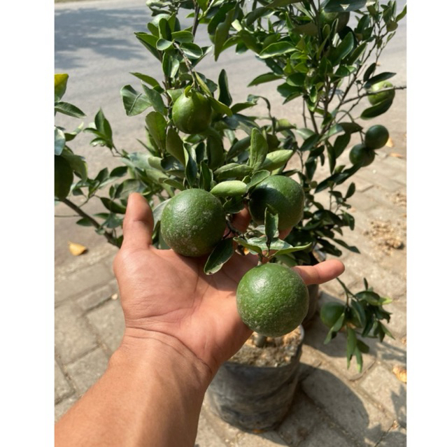 

Bibit JERUK CHOKUN MADU berbuah