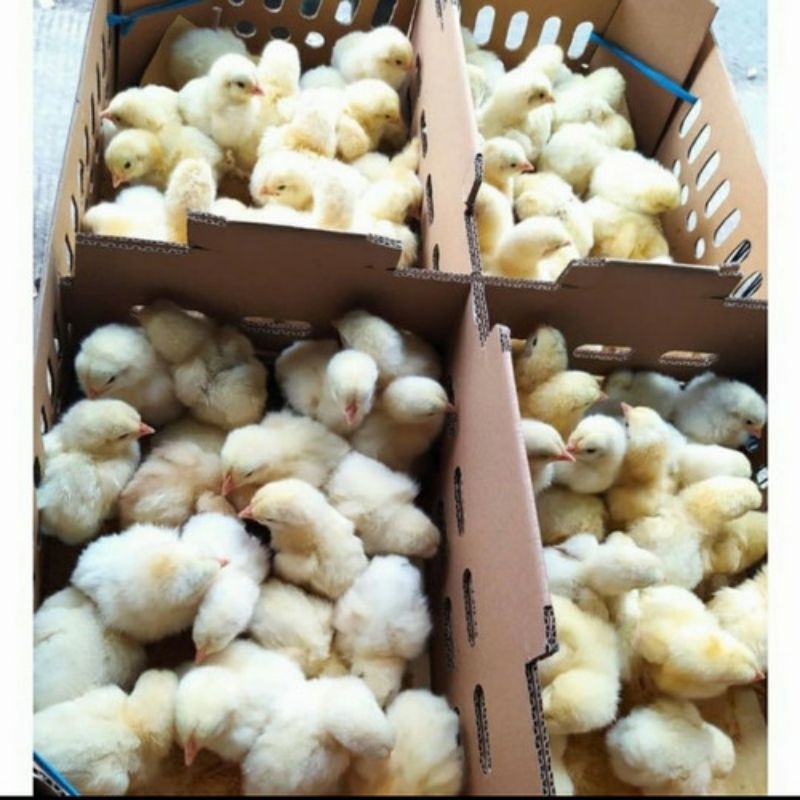 

Doc Ayam negri pejantan tangguh( Sudah d vaksin) Beli 11 free 1 ekor