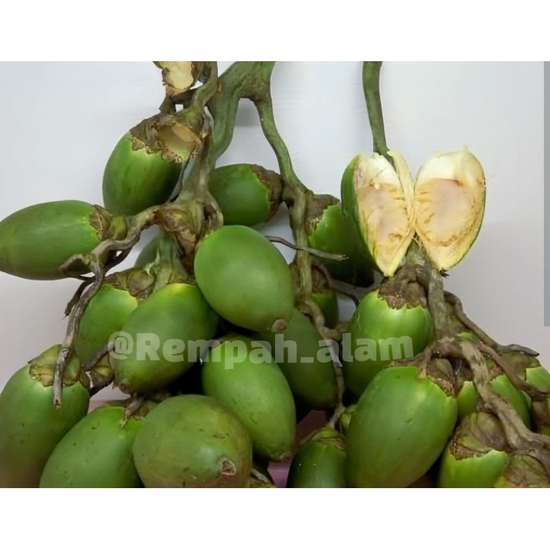 

Buah pinang muda 1kg/Pinang Muda fresh segar (Buah Jambe)