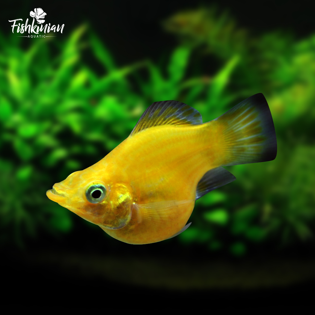 MOLLY/GOLDEN/YELLOW/BALLON