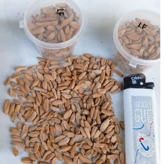 Seed / Benih Adenium DHA . LOTUS FLOWER ( Harga 1 paket )