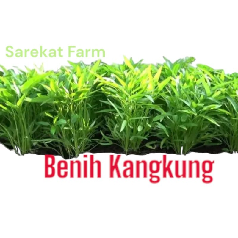 BENIH BIBIT KANGKUNG 100 GRAM KANGKUNG CABUT SUPER