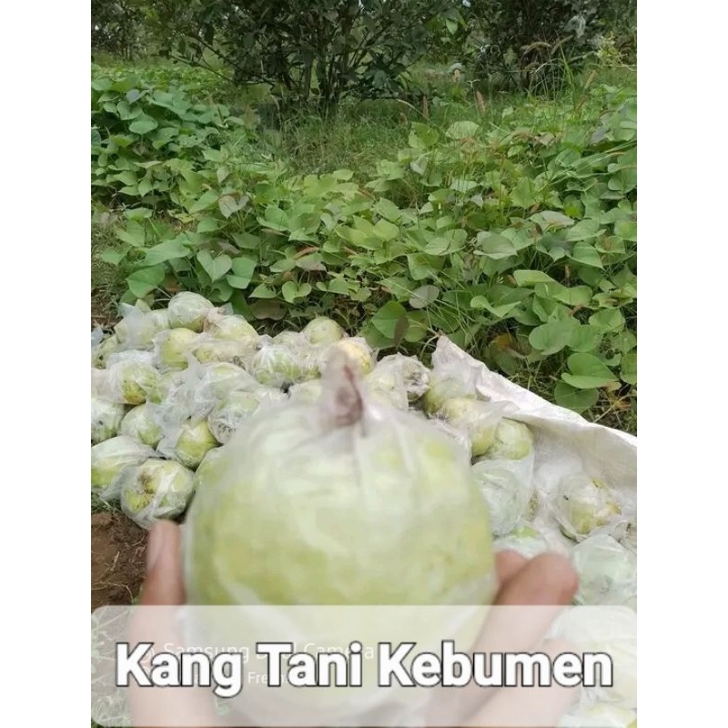 

Jambu kristal kebumen fresh petikpohon paket 2kg