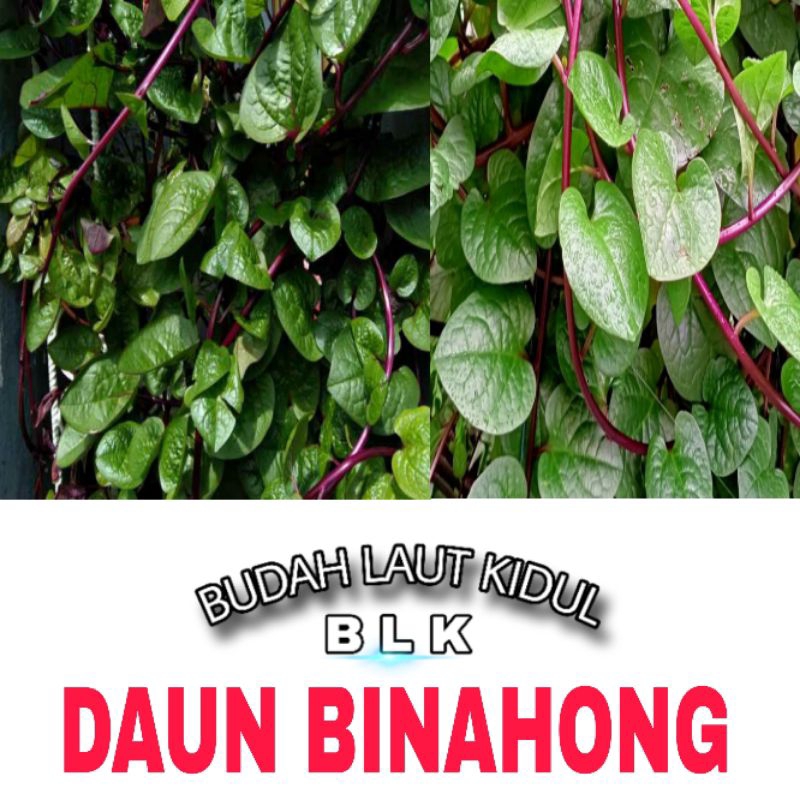 

Daun binahong fresh | daun binahong fresh | 1pcs = 300gram