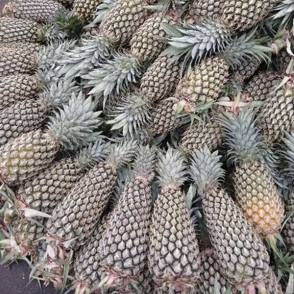 

nanas palembang super bigg size jumbo per 1 pcs