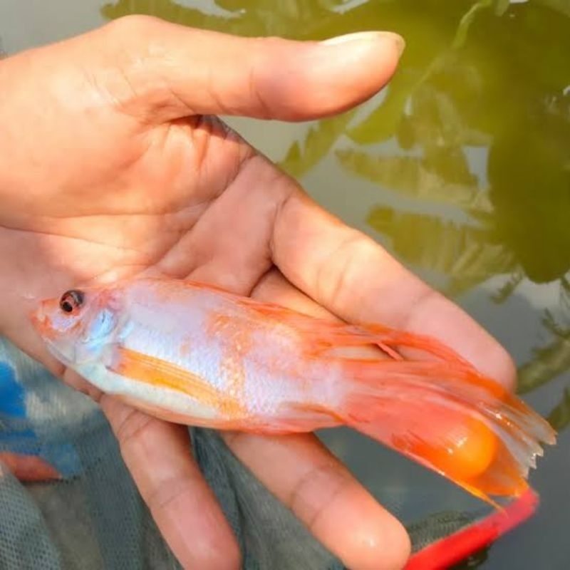 ikan nila kumpay hias cantik