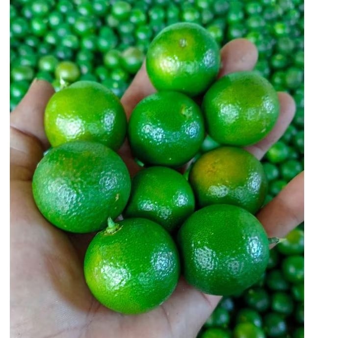 

2KG JERUK SONGKIT ATAU KASTURI/ LEMON CUI